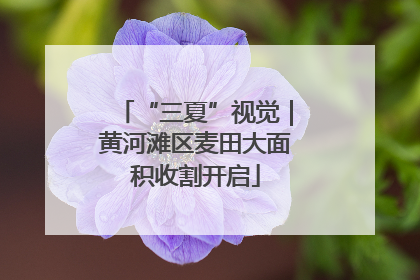 “三夏”视觉｜黄河滩区麦田大面积收割开启