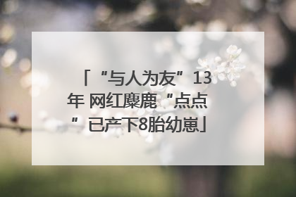 “与人为友”13年 网红麋鹿“点点”已产下8胎幼崽