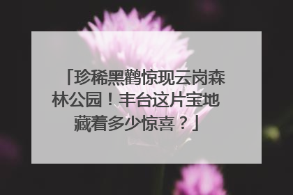 珍稀黑鹳惊现云岗森林公园！丰台这片宝地藏着多少惊喜？