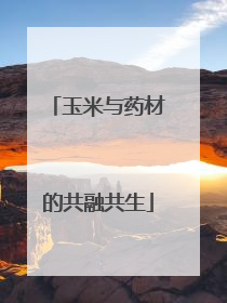玉米与药材的共融共生
