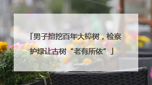 男子擅挖百年大樟树，检察护绿让古树“老有所依”