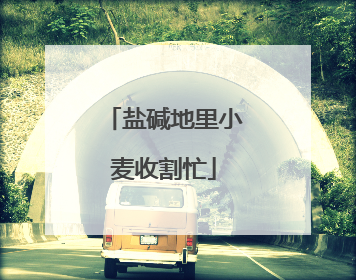 盐碱地里小麦收割忙