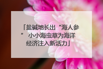 盐碱地长出“海人参” 小小海虫草为海洋经济注入新活力