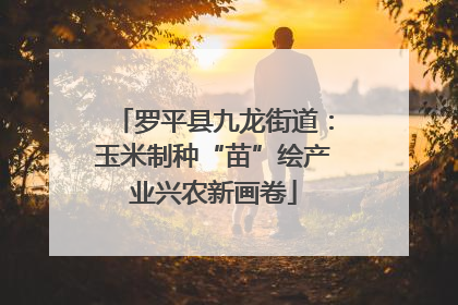 罗平县九龙街道：玉米制种“苗”绘产业兴农新画卷