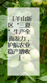 羊山新区“三夏”生产全面发力，护航农业稳产增收