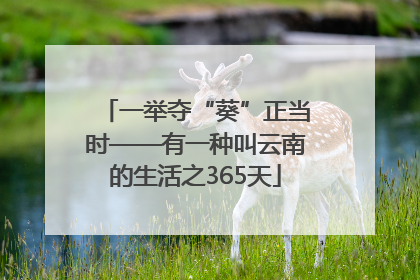 一举夺“葵”正当时——有一种叫云南的生活之365天