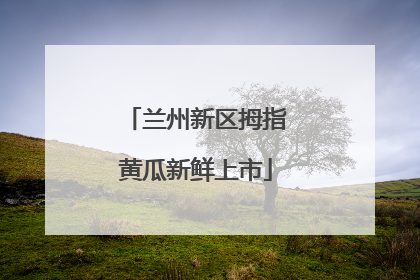 兰州新区拇指黄瓜新鲜上市