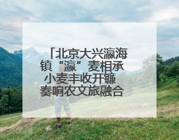 北京大兴瀛海镇“瀛”麦相承小麦丰收开镰 奏响农文旅融合新乐章