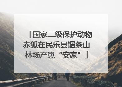 国家二级保护动物赤狐在民乐县锯条山林场产崽“安家”