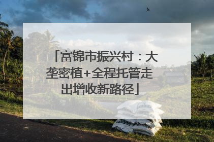 富锦市振兴村：大垄密植+全程托管走出增收新路径