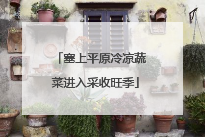 塞上平原冷凉蔬菜进入采收旺季