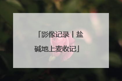 影像记录丨盐碱地上麦收记