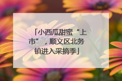 小西瓜甜蜜“上市”，顺义区北务镇进入采摘季
