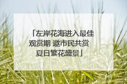 左岸花海进入最佳观赏期 邀市民共赏夏日繁花盛景