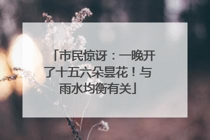 市民惊讶：一晚开了十五六朵昙花！与雨水均衡有关