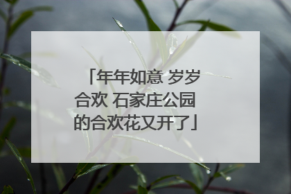 年年如意 岁岁合欢 石家庄公园的合欢花又开了