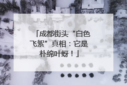 成都街头“白色飞絮”真相：它是朴绵叶蚜！