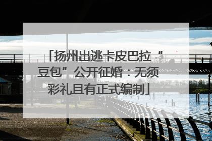 扬州出逃卡皮巴拉“豆包”公开征婚：无须彩礼且有正式编制