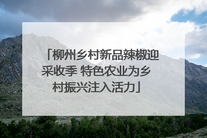 柳州乡村新品辣椒迎采收季 特色农业为乡村振兴注入活力