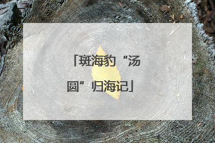 斑海豹“汤圆”归海记