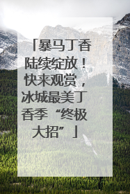 暴马丁香陆续绽放！快来观赏，冰城最美丁香季“终极大招”