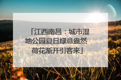 江西南昌：城市湿地公园夏日绿意盎然 荷花渐开引客来