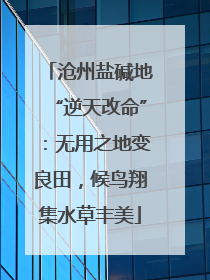 沧州盐碱地“逆天改命”：无用之地变良田，候鸟翔集水草丰美
