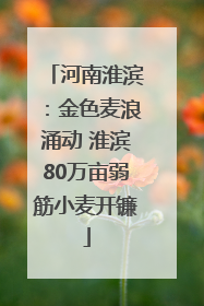 河南淮滨：金色麦浪涌动 淮滨80万亩弱筋小麦开镰