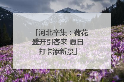 河北辛集：荷花盛开引客来 夏日打卡添新景