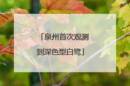 泉州首次观测到深色型白鹭
