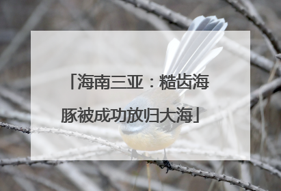 海南三亚：糙齿海豚被成功放归大海