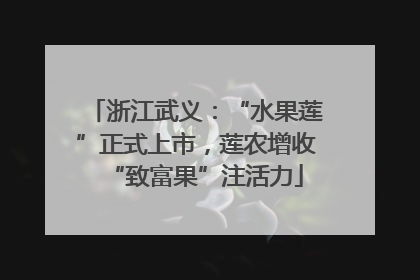 浙江武义：“水果莲”正式上市，莲农增收“致富果”注活力