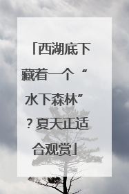 西湖底下藏着一个“水下森林”？夏天正适合观赏
