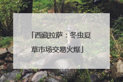 西藏拉萨：冬虫夏草市场交易火爆