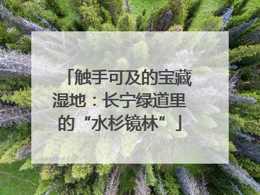 触手可及的宝藏湿地：长宁绿道里的“水杉镜林”