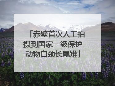 赤壁首次人工拍摄到国家一级保护动物白颈长尾雉