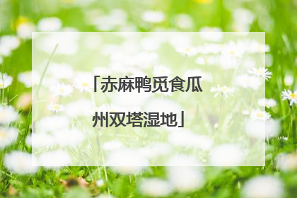 赤麻鸭觅食瓜州双塔湿地