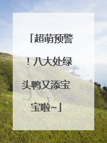 超萌预警！八大处绿头鸭又添宝宝啦~