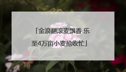金浪翻滚麦飘香 乐至4万亩小麦抢收忙