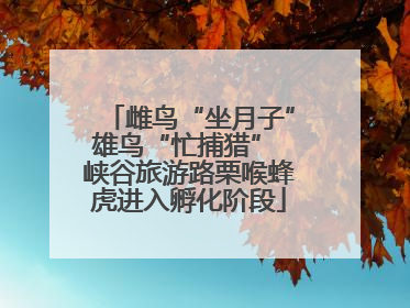 雌鸟“坐月子”雄鸟“忙捕猎” 峡谷旅游路栗喉蜂虎进入孵化阶段