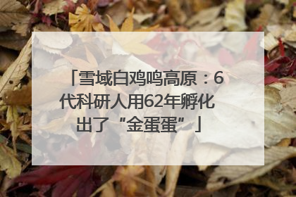 雪域白鸡鸣高原：6代科研人用62年孵化出了“金蛋蛋”