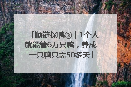 顺链探鸭③｜1个人就能管6万只鸭，养成一只鸭只需50多天