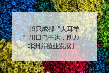 9只成都“大耳羊”出口乌干达，助力非洲养殖业发展